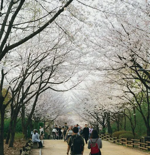 People walking under cherry blossom trees in Seoul during spring.