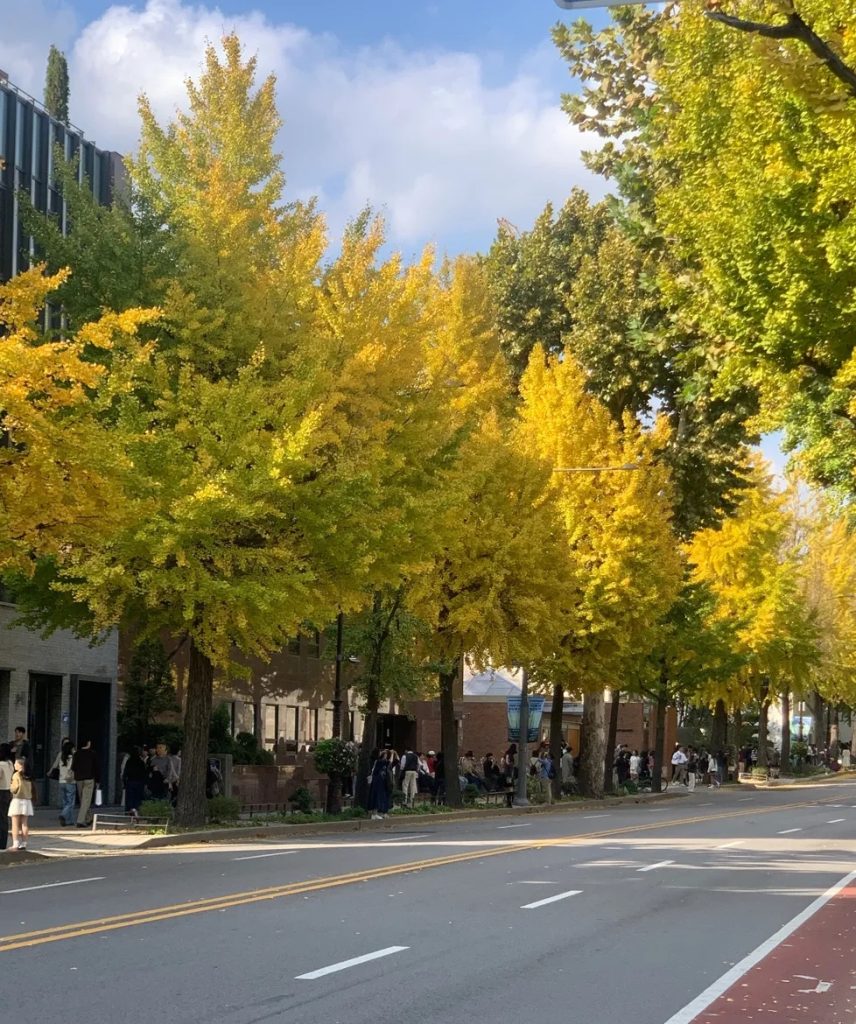 Yellow ginkgo trees lining a street in Seoul during autumn.