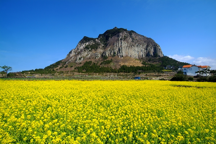 Yellow canola flower fields with Mount Sanbangsan in Jeju Island.